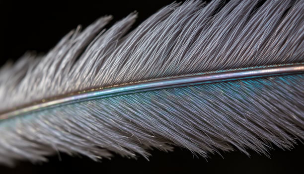 A close up of a bird's feather, showcasing its delicate structure and iridescent sheen. photo