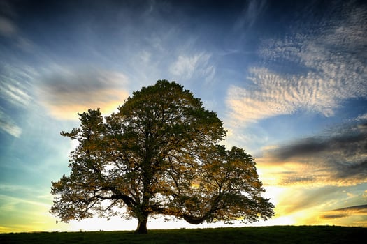 Lonely tree evening light golden hour photo