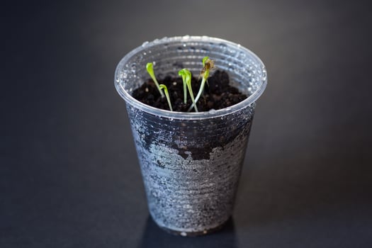 Seedlings in a plastic cup.Small seedlings in a glass with drops of water photo
