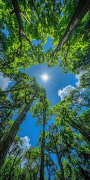 Bright sunlight filters through lush tree canopy in forest photo