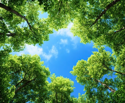 Green treetops and bright blue sky in a forest photo