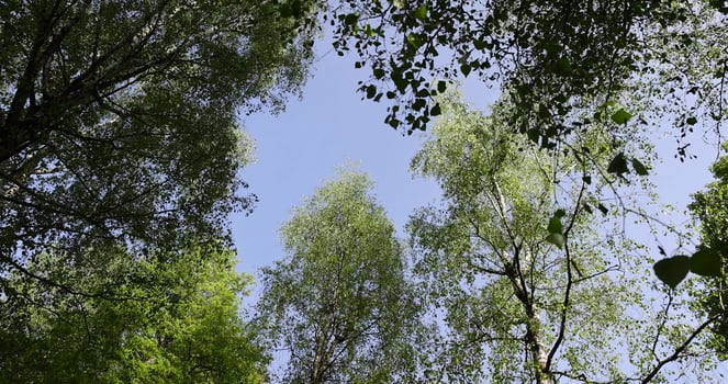 green new foliage of deciduous trees in sunny weather photo
