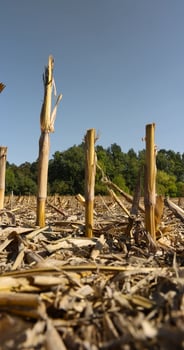 dry stubble left after the corn harvest in the autumn season photo