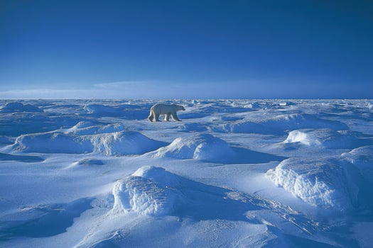 White polar bear walks across snowy arctic landscape. Ice mounds dot the frozen plain under a clear blue sky. Polar animal moves through cold environment. photo