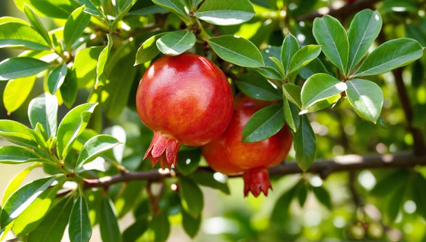 Pomegranates Hanging on Tree Branch Surrounded by Green Leaves in Bright Natural Light photo