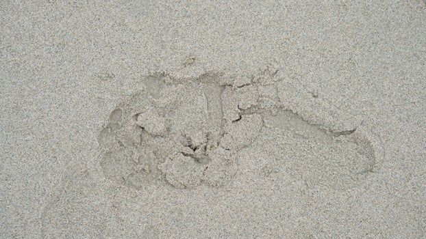 Above view of single footprints of people on the sandy beach. for background and textured of wet beach. photo