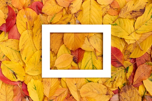Horizontal thick white hollow frame lies in the middle on yellow leaves photo