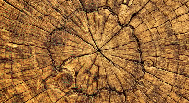 Olive Tree Stump Cross Cut Twisting Organic Growth Pattern photo