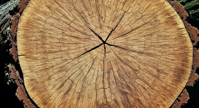 Huge Redwood Stump Thick Bold Growth Rings Deep Shadows Ancient Tree photo