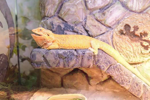 A lizard is laying on a rock in a terrarium photo