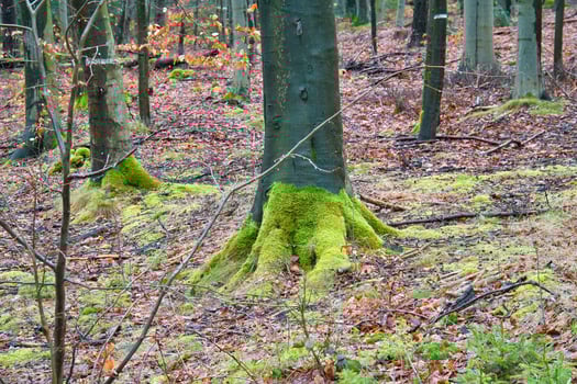 Tree trunk with moss-covered roots in the forest. Nature, moisture and growth photo