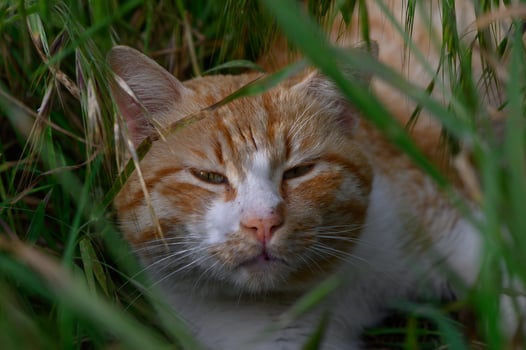 Orange and white cat relaxing in tall grass on a sunny afternoon in a serene outdoor setting photo