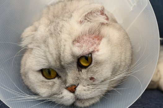 Charming gray cat with a cone on its head relaxing indoors after a playful day photo