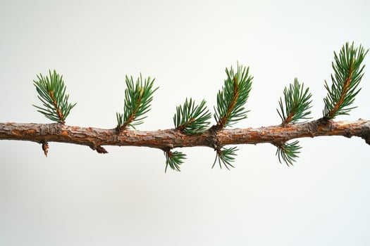 close up of evergreen tree branch with vibrant green needles against plain white background, showcasing natural beauty and simplicity photo