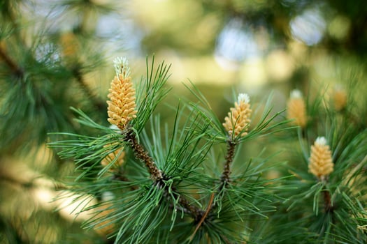 Pine buds in the spring. Bloomed pine branches. Young pine cone photo