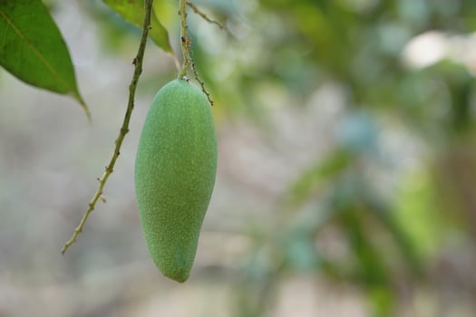 Green mango fruit in garden. Concept, Seasonal tropical fruit. Organic agricultural crop with delicious sour taste, high fiber and vitamin. photo