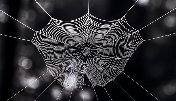 Glowing Spider Web on Mysterious Dark Background photo