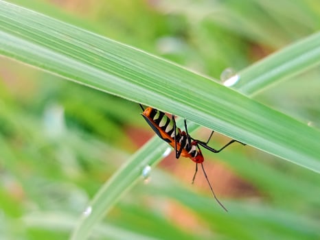 a red cotton bug perched on a green leaf in a sunny morning photo