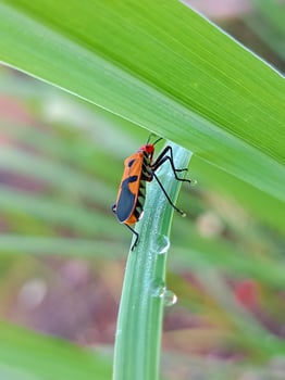 red cotton bug Dysdercus cingulatus striking photo