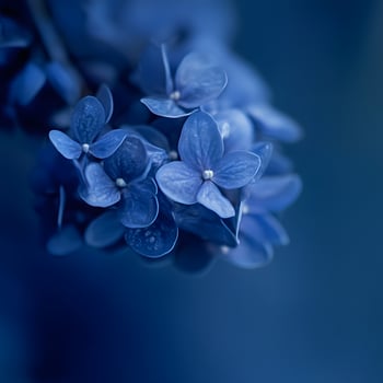 blue flower on a blue hydrangea flowers on a blue background. Shallow depth of field. Abstract nature background with copy space. Selective focus. blue background photo