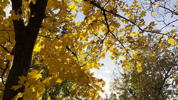 Golden maple leaves on tree branches gently swaying in wind with sunlight at background. Lush autumn yellow foliage swinging on breeze at forest. Beautiful colorful fall season. Close up photo