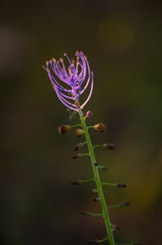 Vibrant purple flower blooming in the soft light of a serene garden at twilight, showcasing nature's delicate beauty and intricate details photo