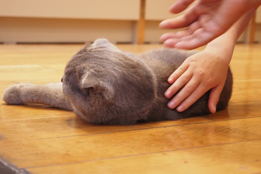 Cat enjoys gentle petting on a wooden floor in a cozy room photo