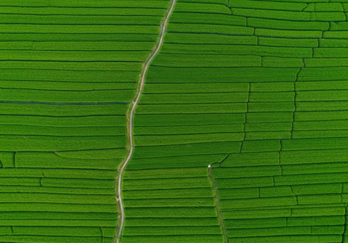 An aerial shot presents a bright green rice field with a gentle winding path cutting through. photo