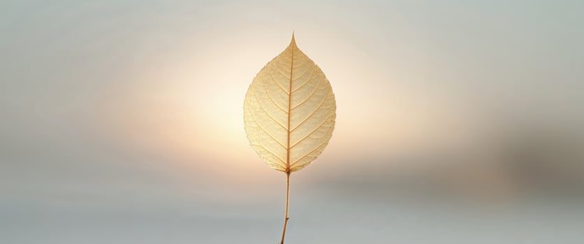 A single leaf is shown in front of a light photo