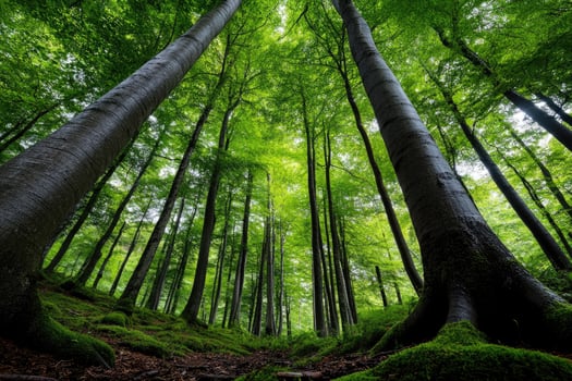 Majestic green forest canopy reaching for the sky photo