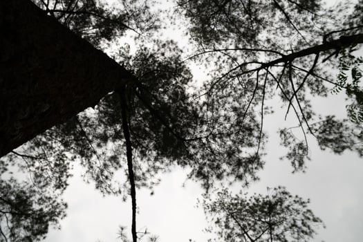 Blurred black and white trees, in forest background and mysterious creepy mood photo