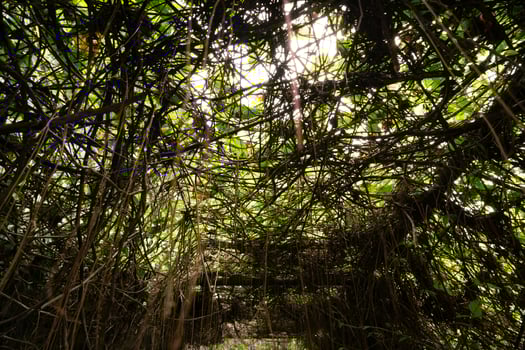 lush vine on the roof, makes a creepy jungle canopy, nature background photo