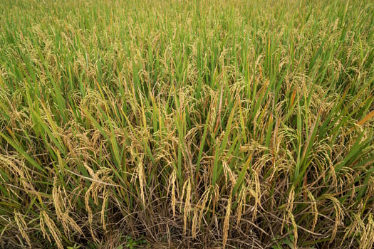 Golden yellow of rice paddy field. Close up to rice seeds in ear of paddy. Beautiful golden rice field and ear of rice plant photo