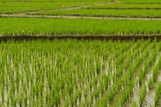beautiful scenery of rice plants turning green and starting to grow, paddy field photo