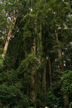 Lush green foliage in tropical jungle, rainforest nature wallpaper and background photo