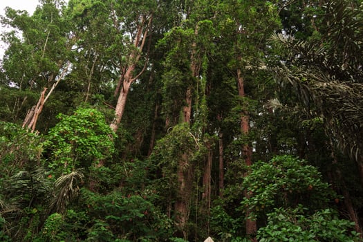 Tropical rain forest with big and long trees, tree with green foliage, dense and lush photo