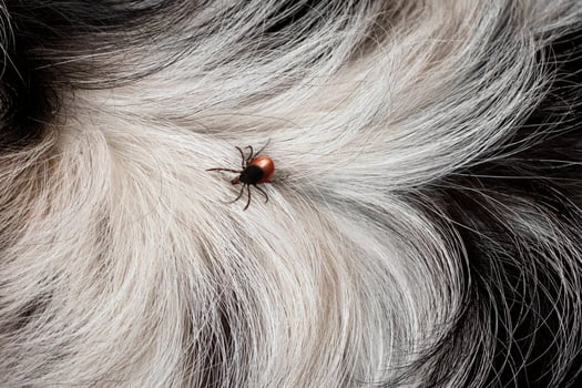 Tick on dog's fur, close up photo macro