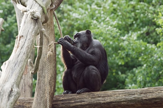 Monkey on a tree photo