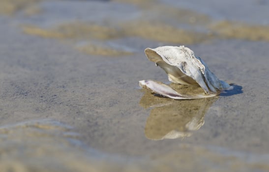 Open Oyster Shell on Wet Sand at Foehr Island photo