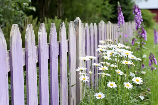 White daisies growing by a purple picket fence in a garden photo