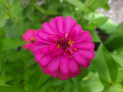 Close-up of a purplish pink flower with a yellow pistil on top. Green leaf blur in the background. photo