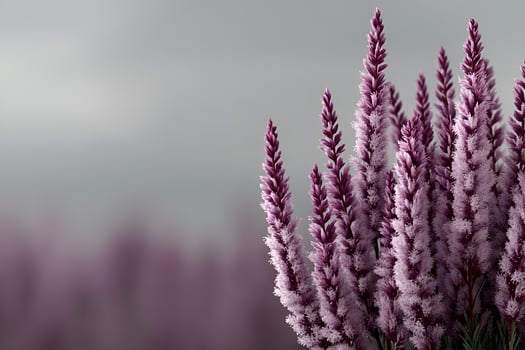 Delicate Purple Flowers in Soft Focus Background photo