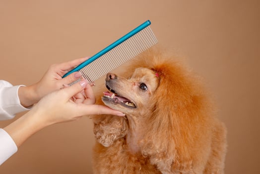 Smiling red poodle being combed by groomer with metal comb during professional grooming. photo