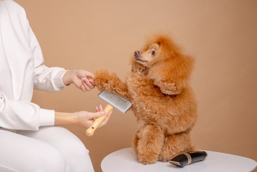 Red poodle getting paw brushed by groomer using slicker brush during grooming on beige background. photo