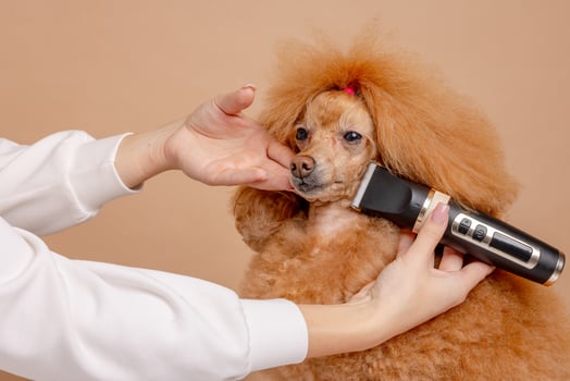 Red poodle getting face trimmed with clipper by groomer in salon. Calm grooming process, beige backdrop. photo