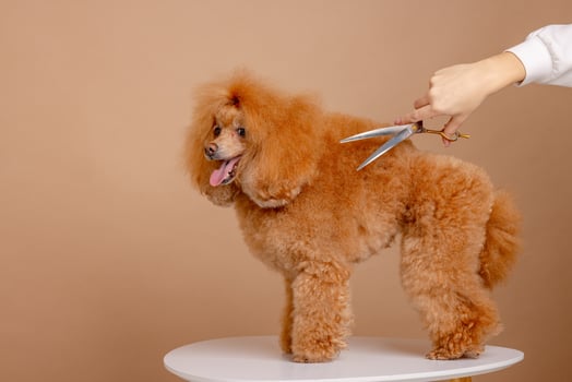 Red poodle being trimmed with scissors on grooming table in pet salon, beige studio background. photo