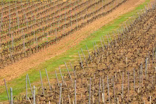 waiting for spring vineyard hibernation in the sun, background and texture for viticulture concept photo
