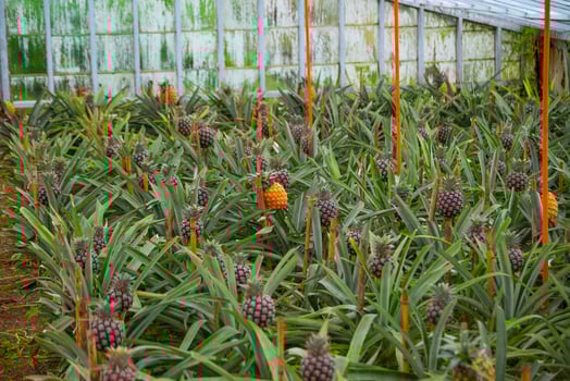 pineapple plantation on the island of Sao Miguel in the Azores archipelago photo
