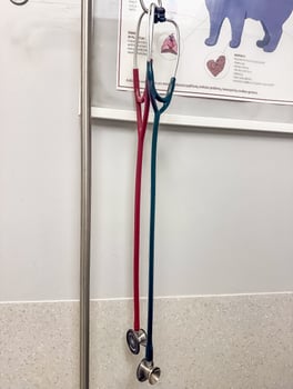 Red and Teal Stethoscopes Hanging in Veterinary Clinic, Animal Healthcare, Medical Tools, Close-Up. High quality photo