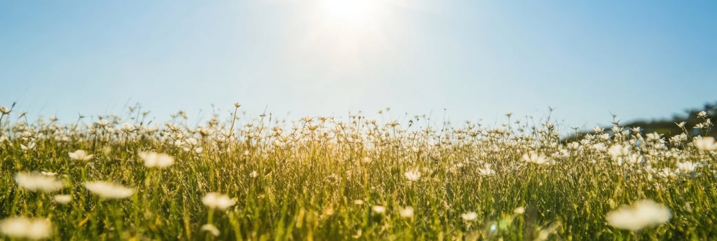 Sunlit meadow with blooming wildflowers under clear blue sky in springtime photo